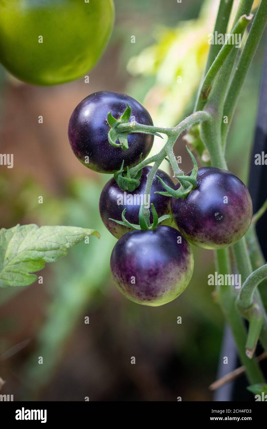 indigo rose cherry tomato growing on plant vine in the vegetable garden ...