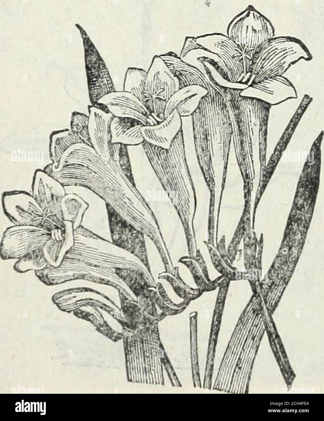 Steckler S Seeds 1905 Freesia Refracta Single Tulip Some Years Ago The Bulbs Of This Variety Werebrought Here By Chinamen And Grown Indishes Filled With Pebbles And Water Wherethey Bloomed