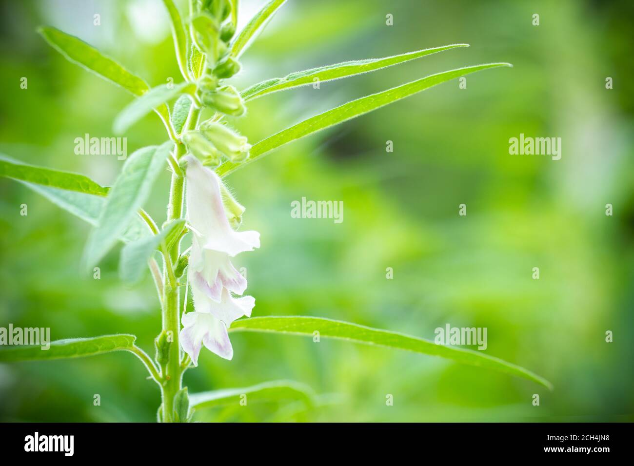 The white flower of sesame on a tree in blur background and morning sunlight at the plantation. Closeup and copy space on the right. The concept of ag Stock Photo