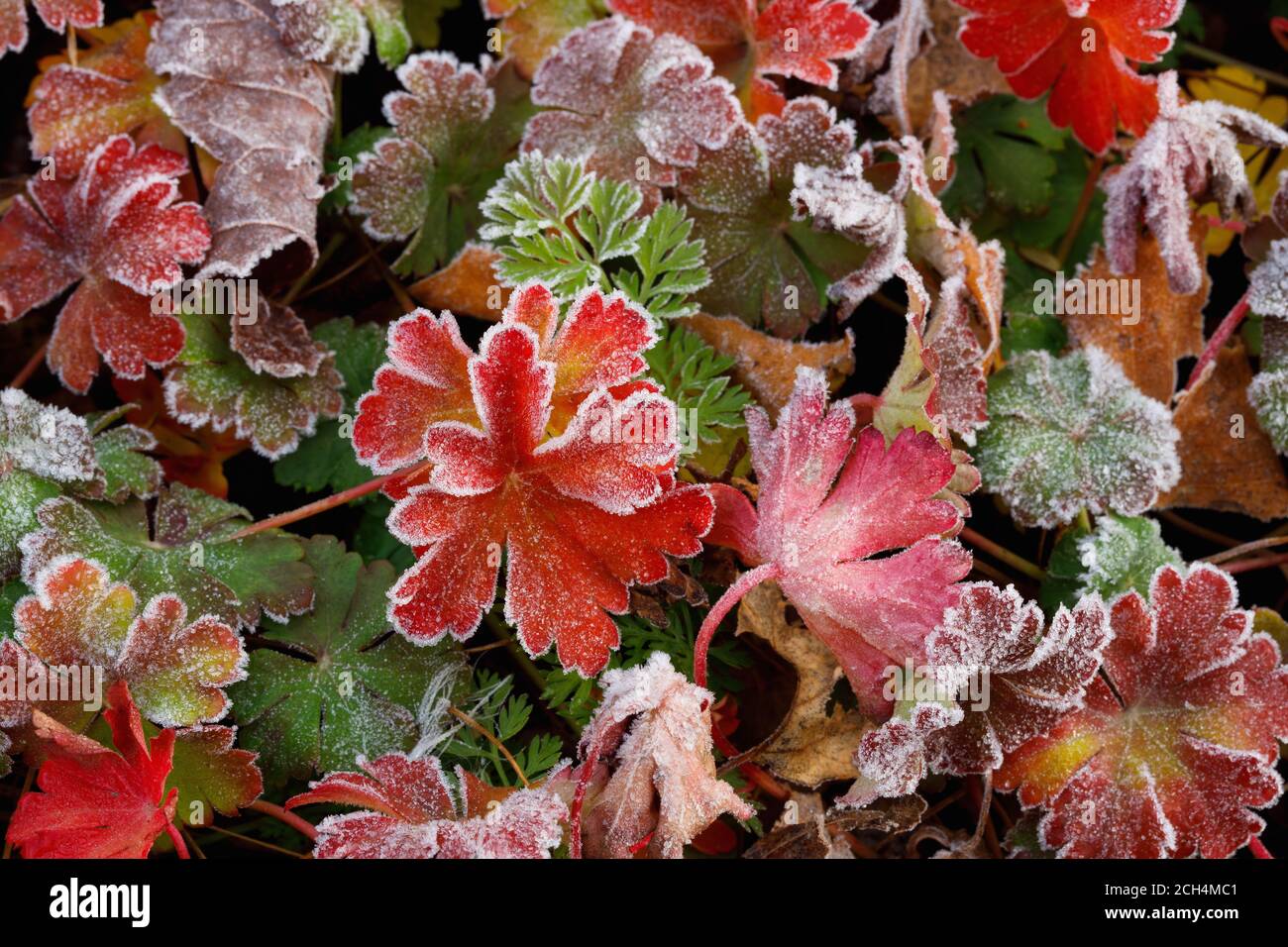 Close-up image of frosted Geranium leaves photographed from above. Stock Photo