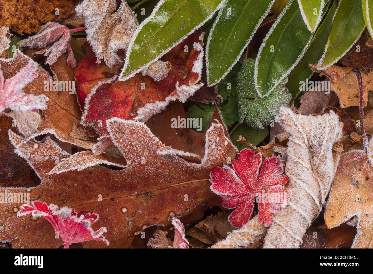 Image of frosted leaves near Halifax, Nova Scotia, Canada. Stock Photo