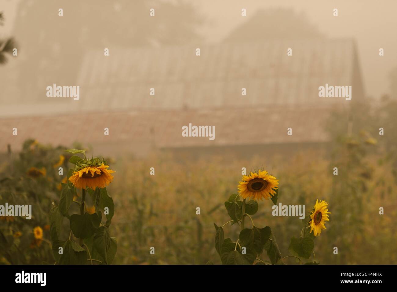 Mill City, USA. 13th Sep, 2020. A farmhouse near Mill City has been