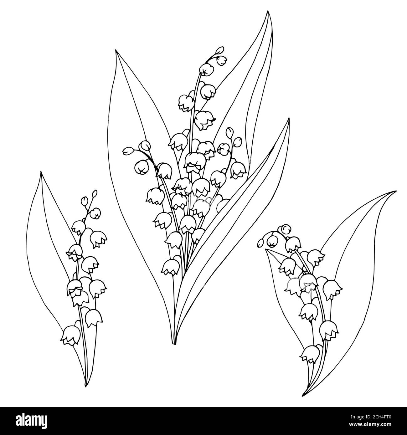 Lily of the valley flower graphic black white isolated sketch illustration vector Stock Vector