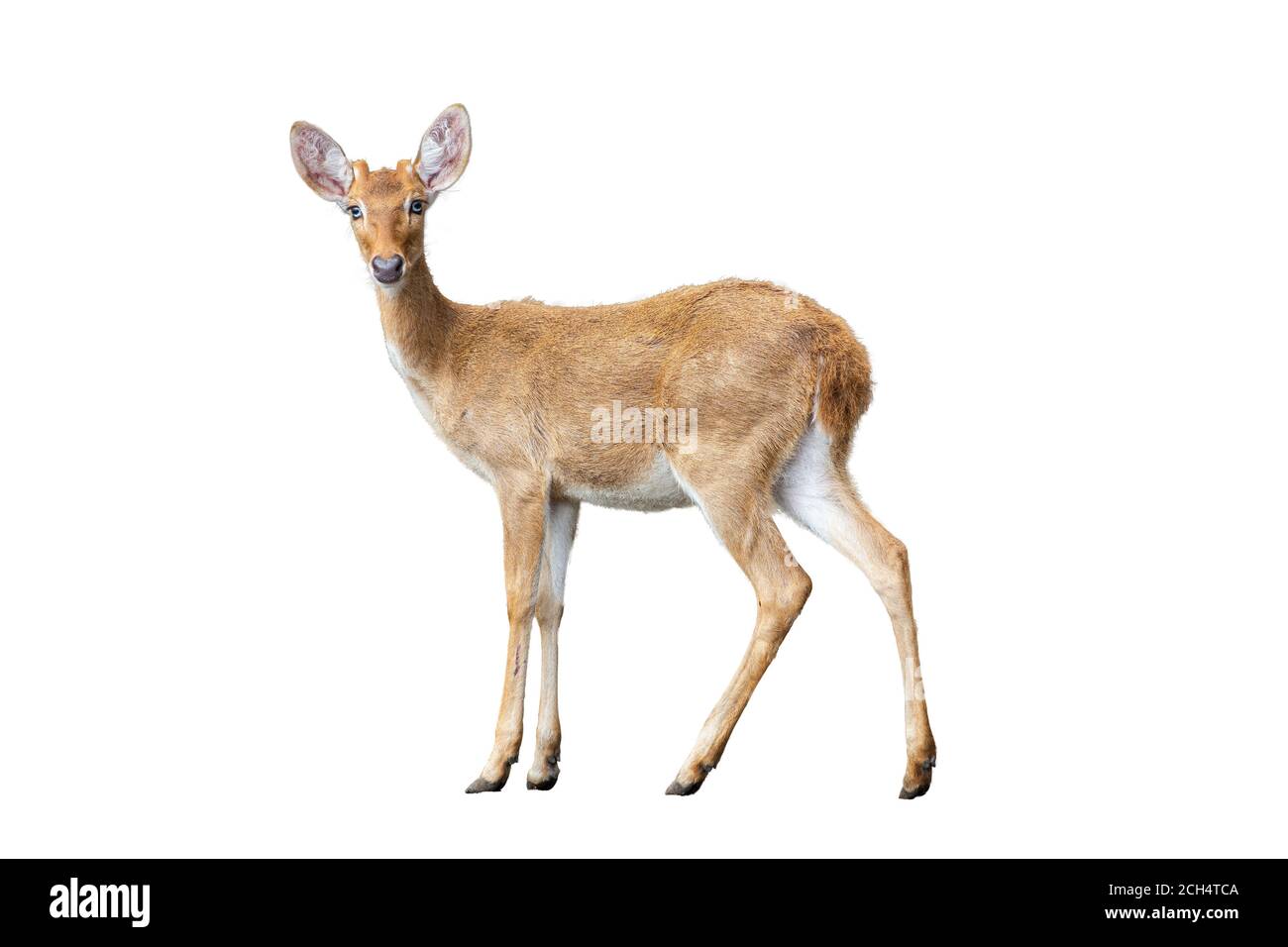 Brown deer standing isolate white background. Stock Photo