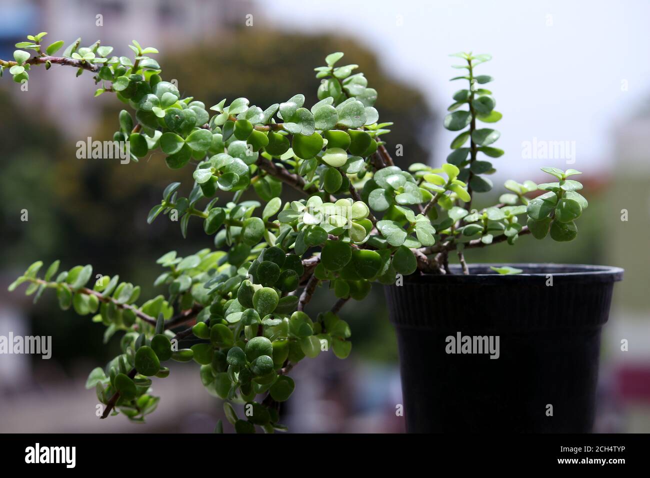 jade plant, crassula plant. Money plants with juicy leaves. Home decorative potted plants. Stock Photo