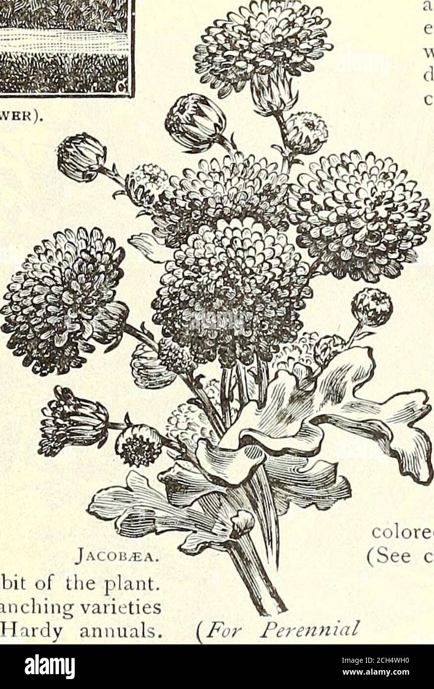. Dreer's garden 1902 calendar . omaa). Small scarlet flowers in profu-sion 5 2851 Bona Nox [Evening Glory). Violet, large, fragrant flowers, expanding in tlie evening. 5 2854 Rubra Coerulea [Heavenly Blue). Immense flowers of bright sky-blue, very beautiful 10 2853 Qrandiflora {A/ooti Flozver). At nightand during dull days the plants are cov-ered with an abundance of large, pure-white, fragrant flowers, 5 to 6 inches indiameter. It grows very rapidly, and willcover a large surface. Per oz., 75 cts. .. 10*2835 SetOSa [Brazilian MorningGlory). Flowers 3 inches ormore across, of a beautiful rose Stock Photo
