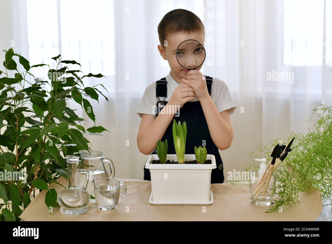 The child looks through the magnifying glass in his hands. The process of caring for plants. Stock Photo