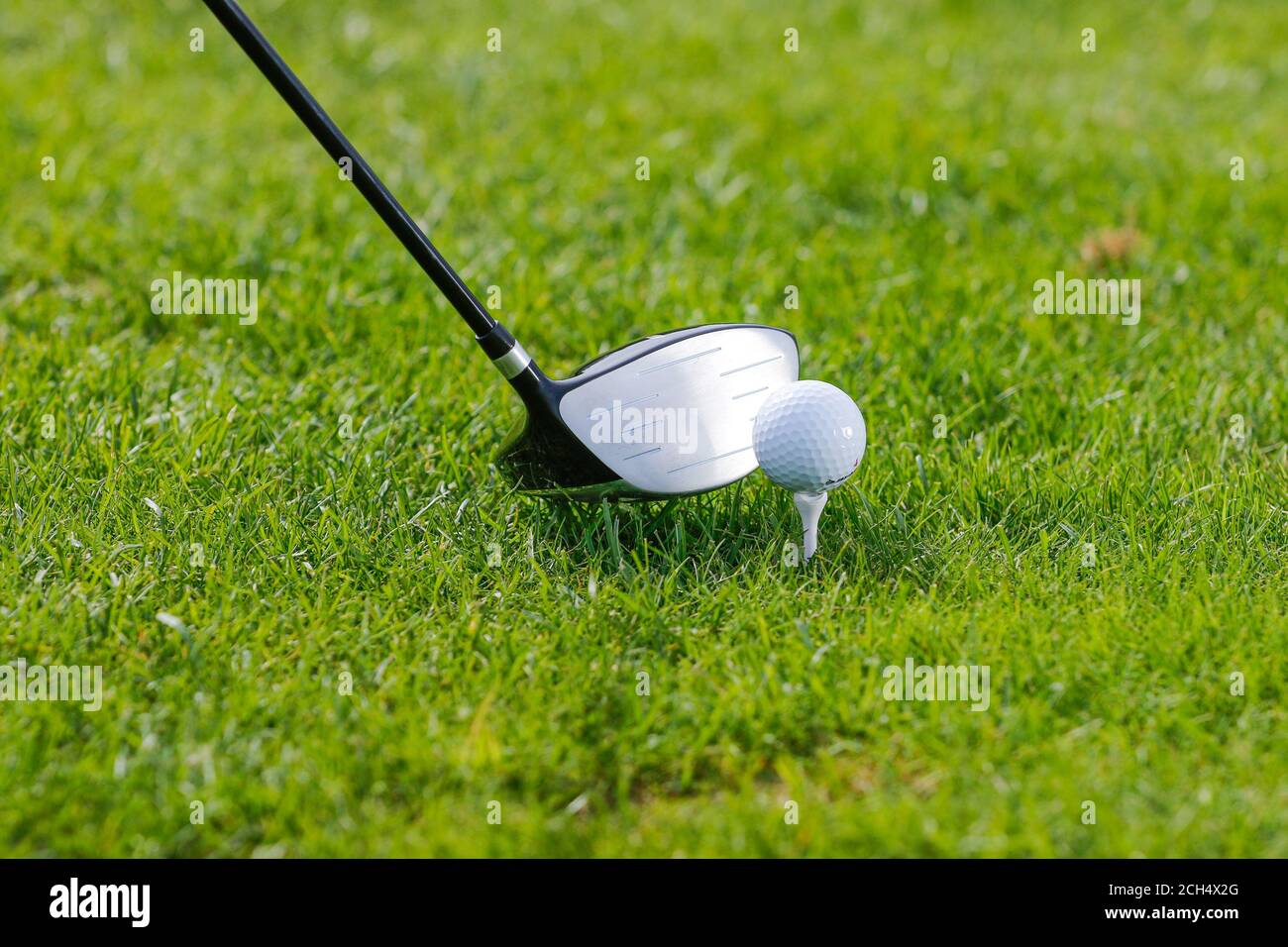 Golf ball in golfer's hand Stock Photo Alamy