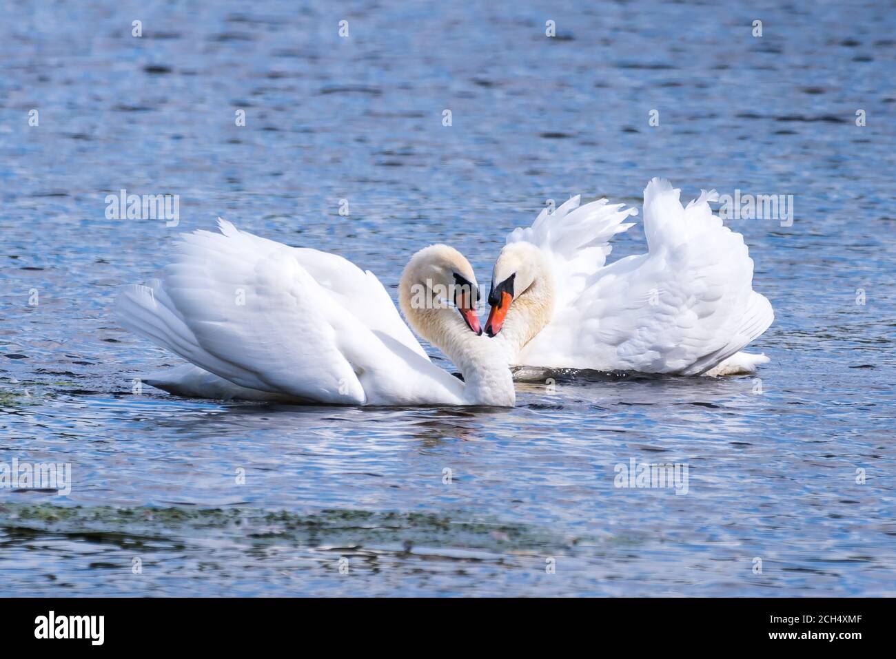 A mature Mute Swan couple engaging in an intimate mating dance Stock