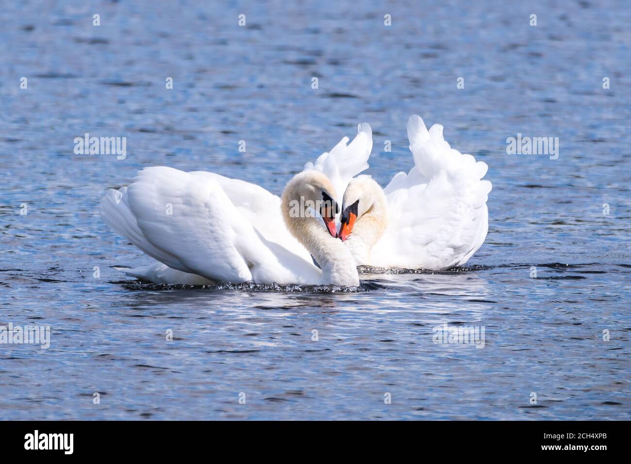 Swan Mating Rituals Swans Mating Dance High Resolution Stock Photography and Images - Alamy