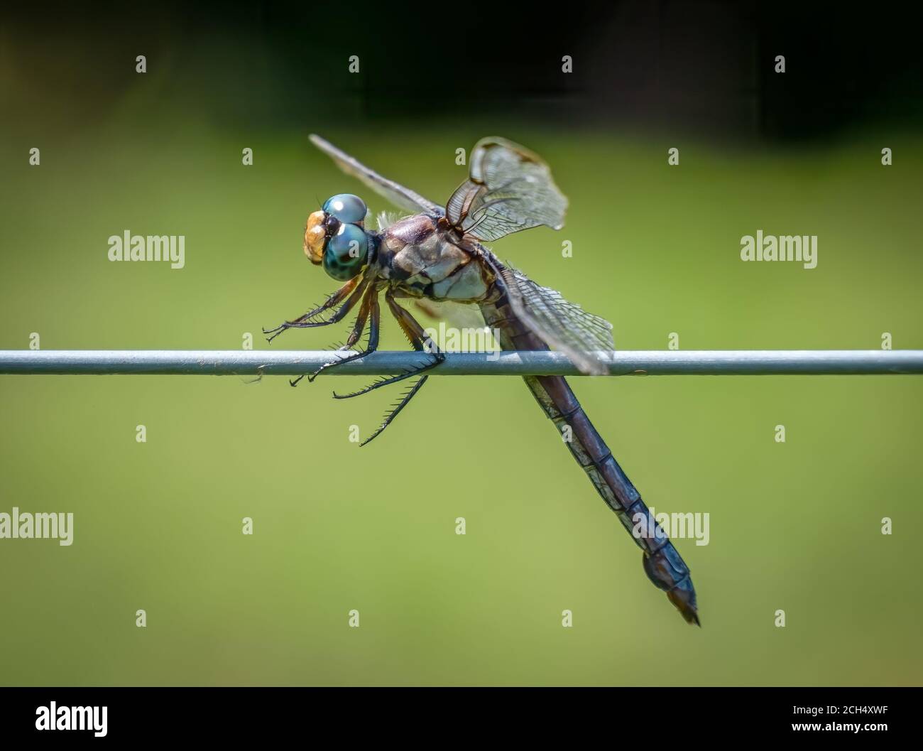 A female Great Blue Skimmer (Libellula vibrans) perched on a fence. Seems to be praying for something it doesn't deserve. Meme. Stock Photo