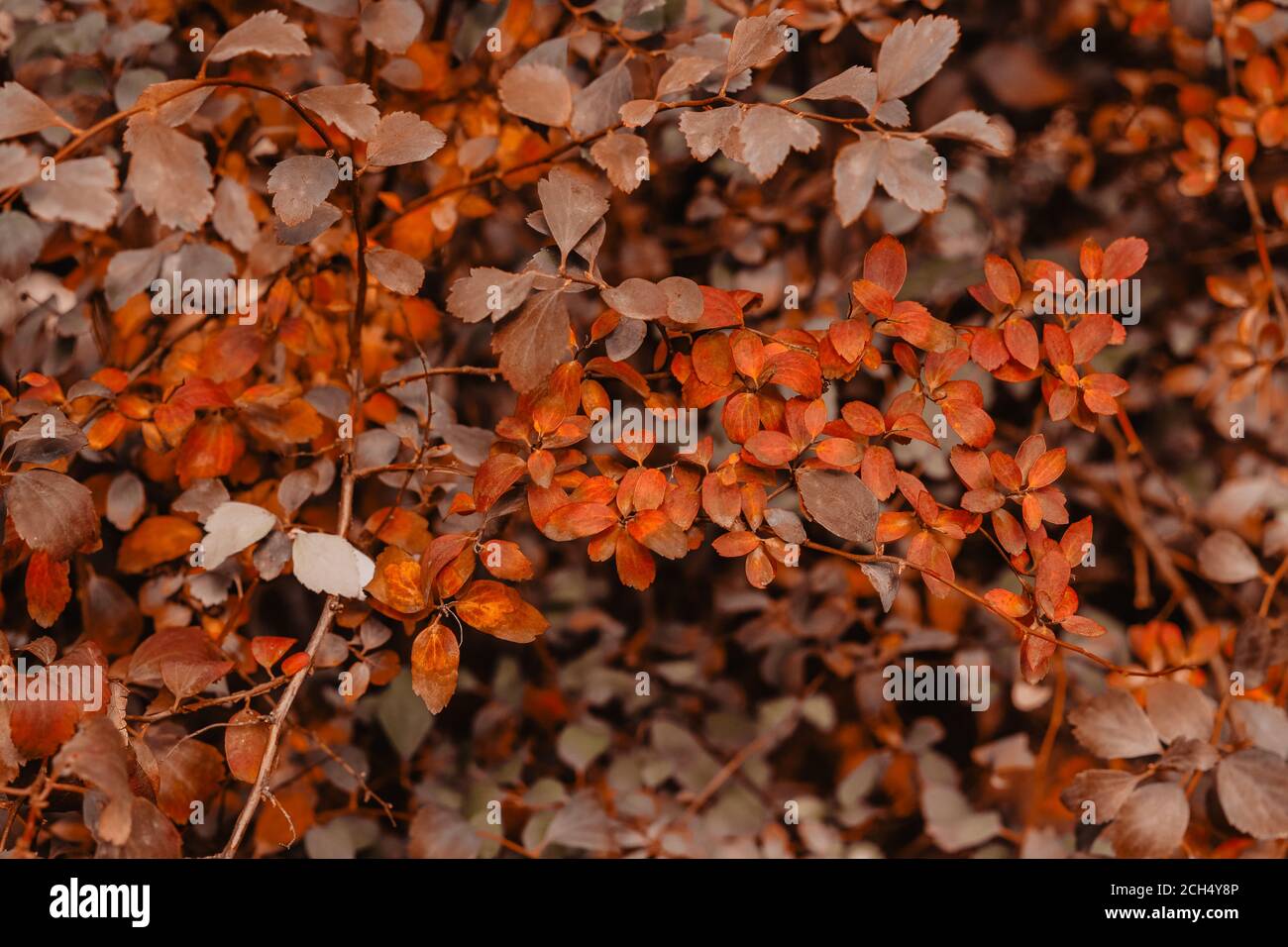 Orange and brown autumn tree leaves background Stock Photo - Alamy