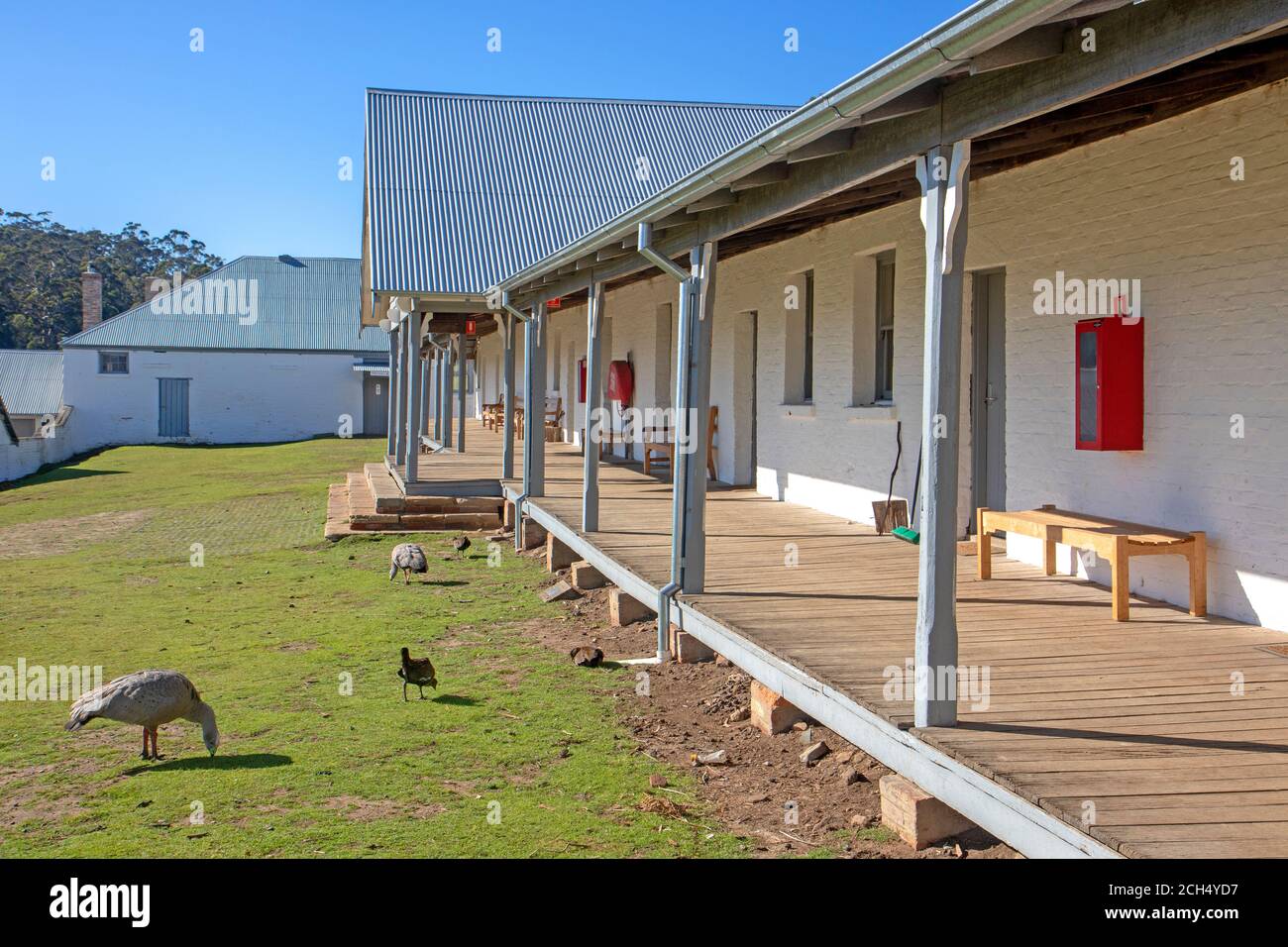 Cape Barren geese and a Tasmanian native hen grazing the lawns at the Darlington penitentiary on Maria Island Stock Photo