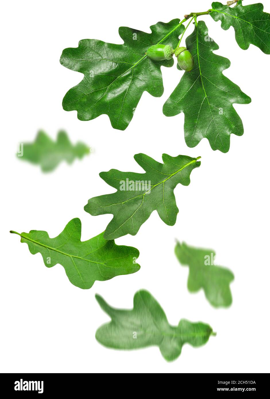 Falling green oak leaves on white background Stock Photo - Alamy