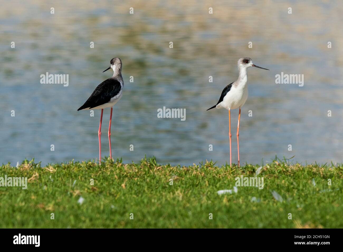 Bird birds stilts feather red hires stock photography and images Alamy
