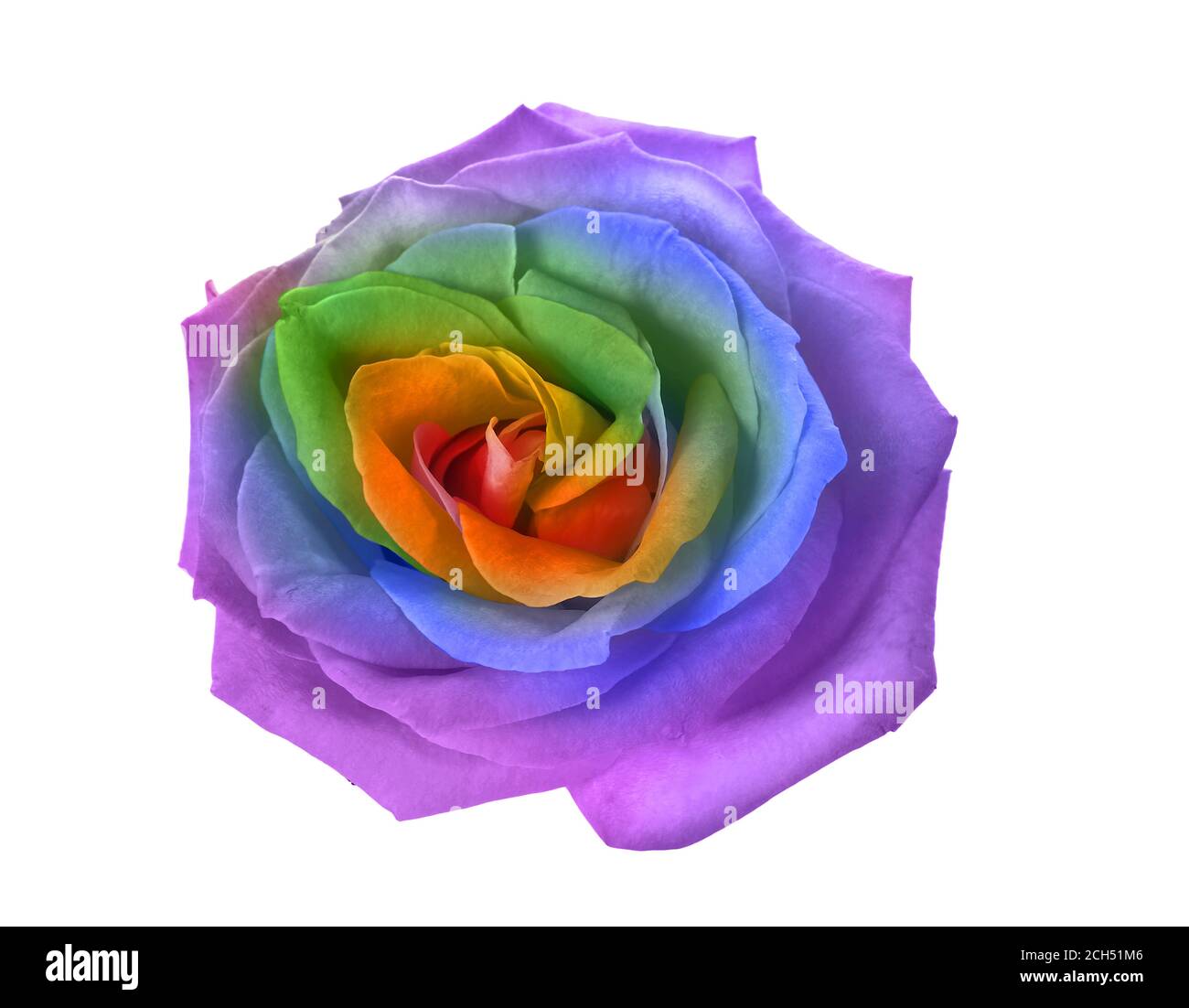 Beautiful rainbow rose flower on white background Stock Photo - Alamy