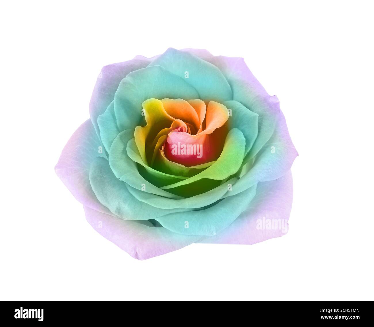 Beautiful rainbow rose flower on white background Stock Photo - Alamy