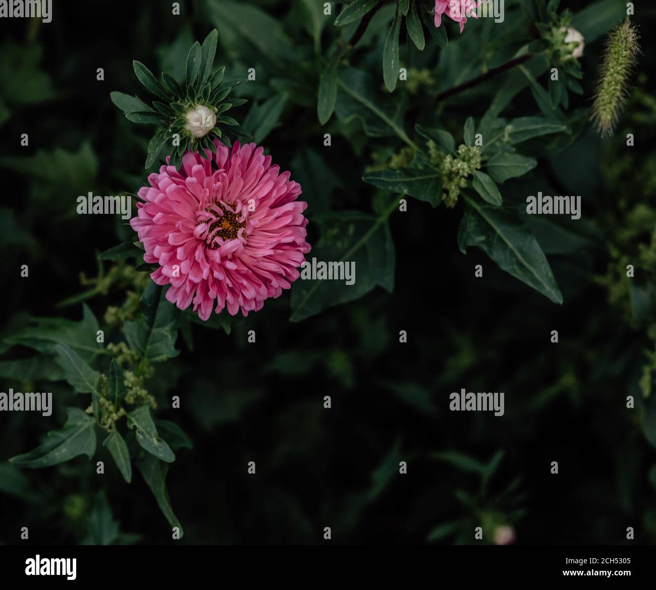 Pink Aster flower. Background of green leaves. Stock Photo