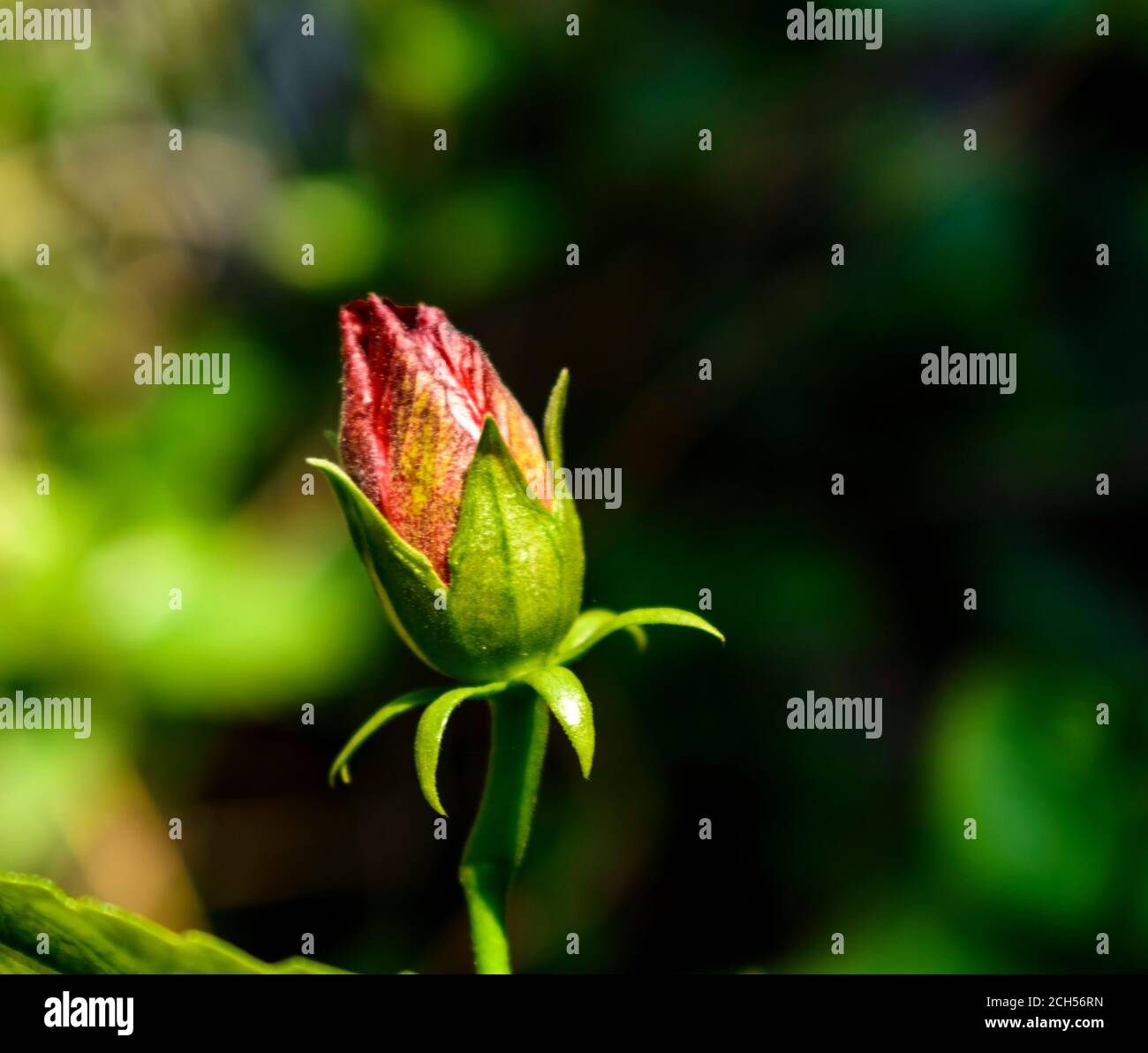 Hibiscus flower with leaves and branches in flower garden Stock Photo