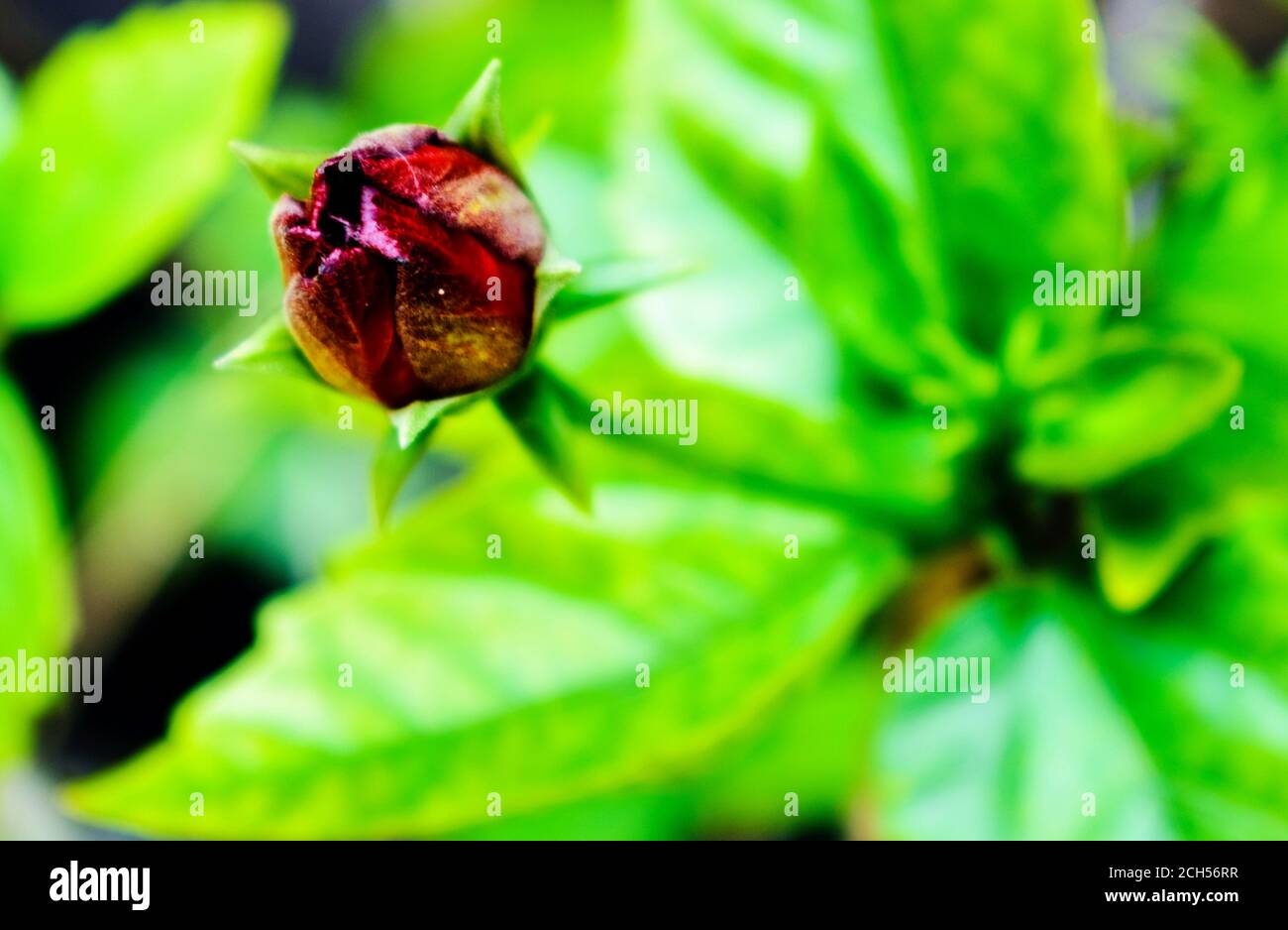 Hibiscus flower with leaves and branches in flower garden Stock Photo
