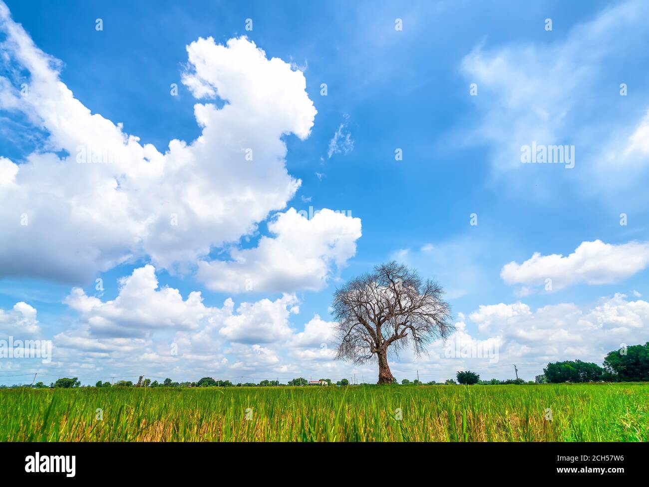 The silhouette of ancient Syzygium cumini tree on rice fields with sunny sky background in the countryside of Vietnam Stock Photo