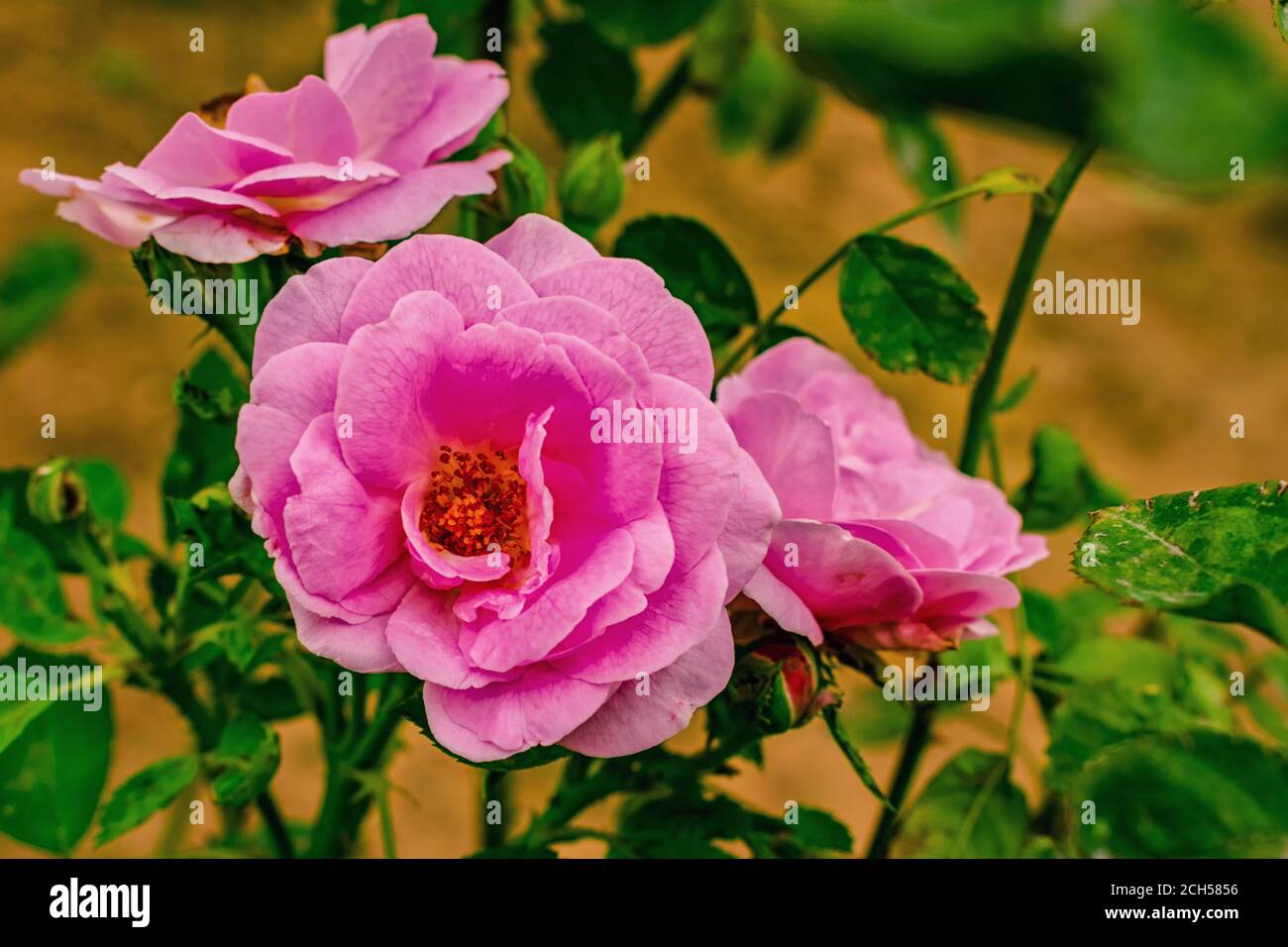 Rose With Thorns High Resolution Stock Photography and Images - Alamy