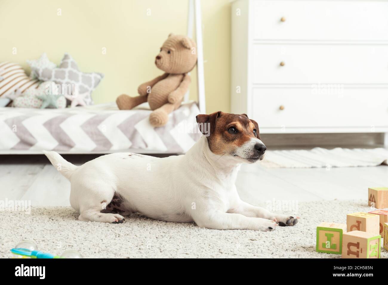Cute dog lying on floor in children's room Stock Photo - Alamy