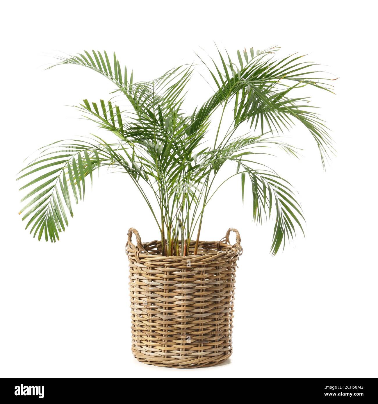 Wicker basket with houseplant on white background Stock Photo Alamy