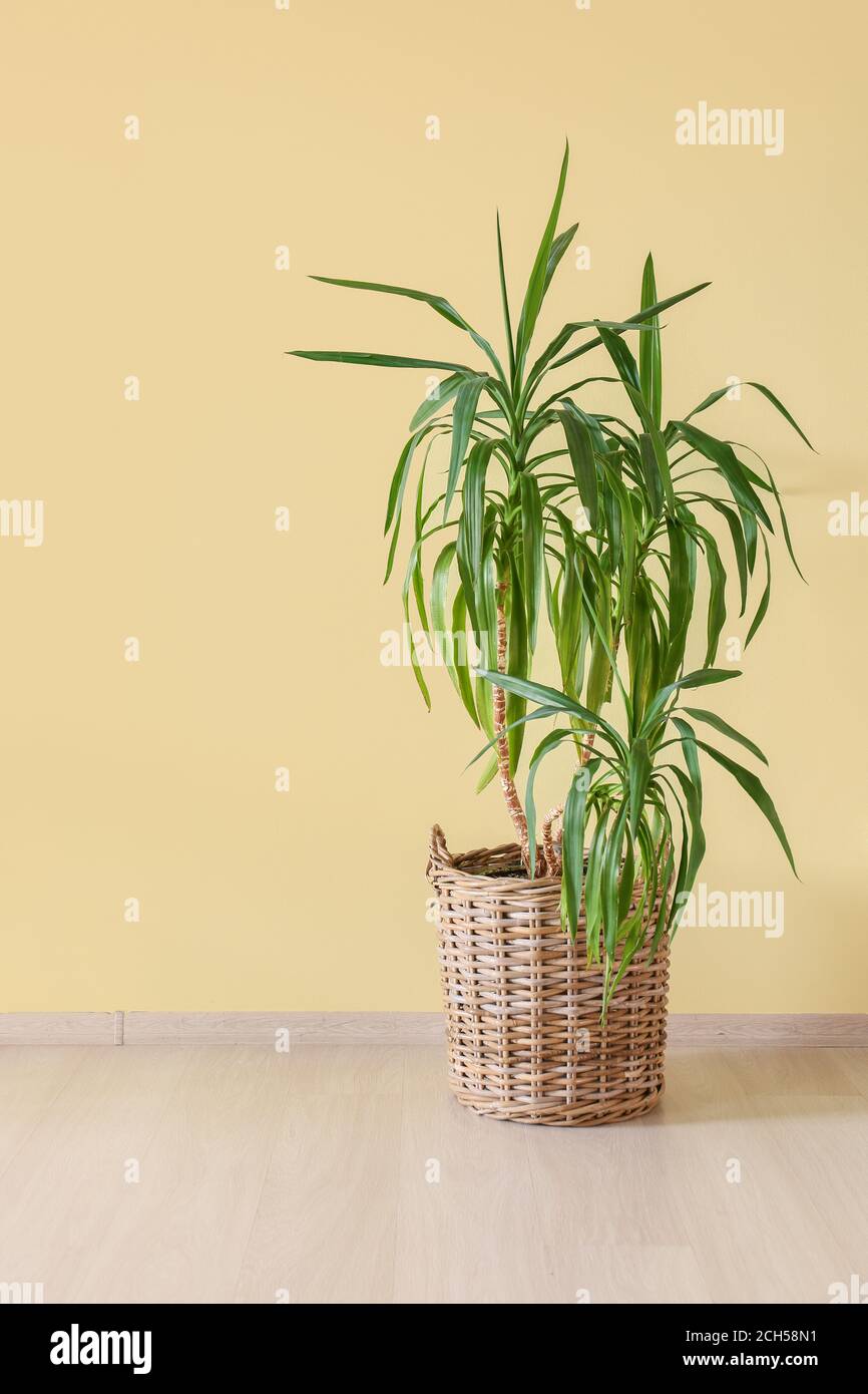 Wicker basket with houseplant on floor near wall Stock Photo Alamy