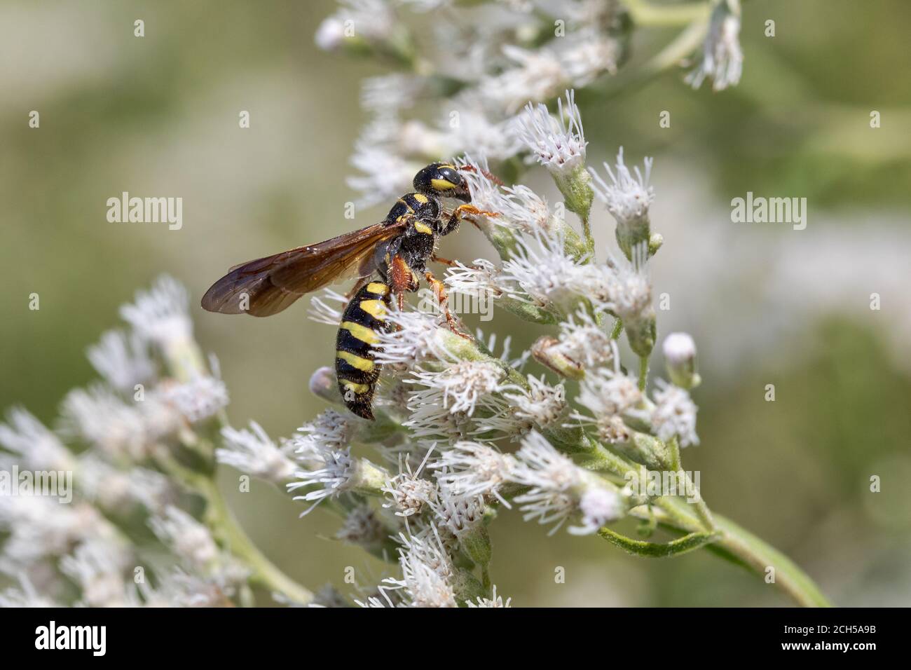 Five-banded thynnid wasp at Lee County Conservation Area in Montrose, Iowa Stock Photo