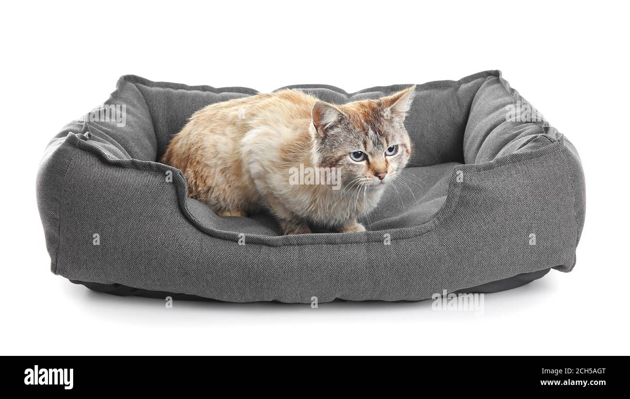 Cute cat in pet bed on white background Stock Photo