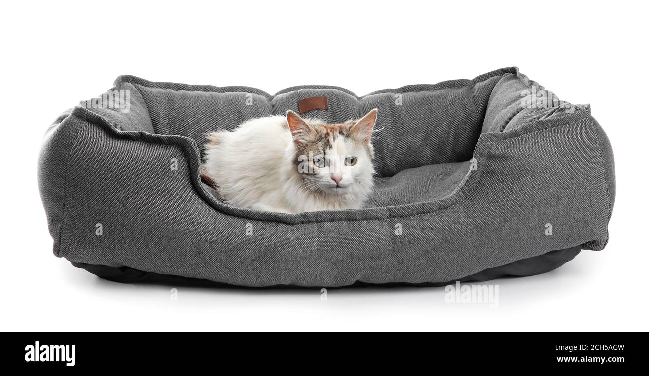 Cute cat in pet bed on white background Stock Photo