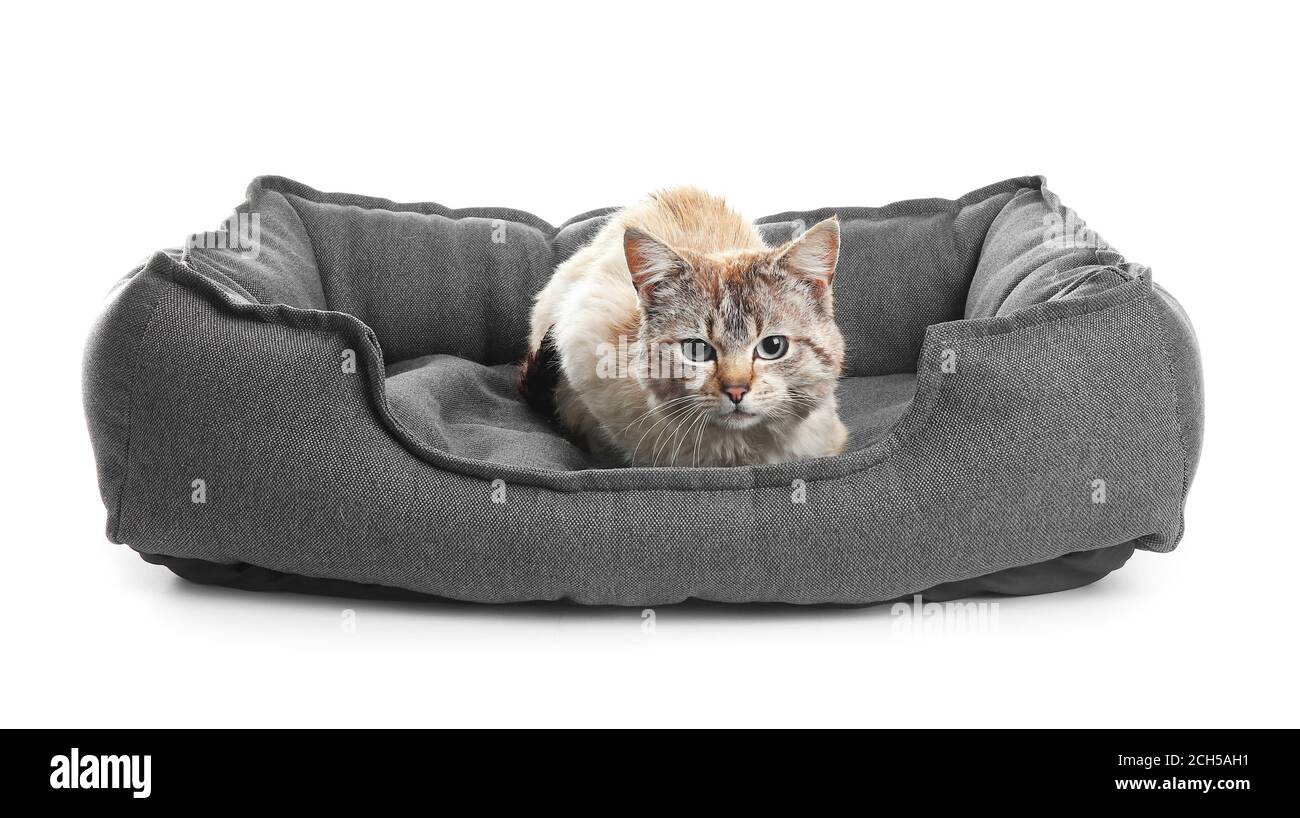 Cute cat in pet bed on white background Stock Photo