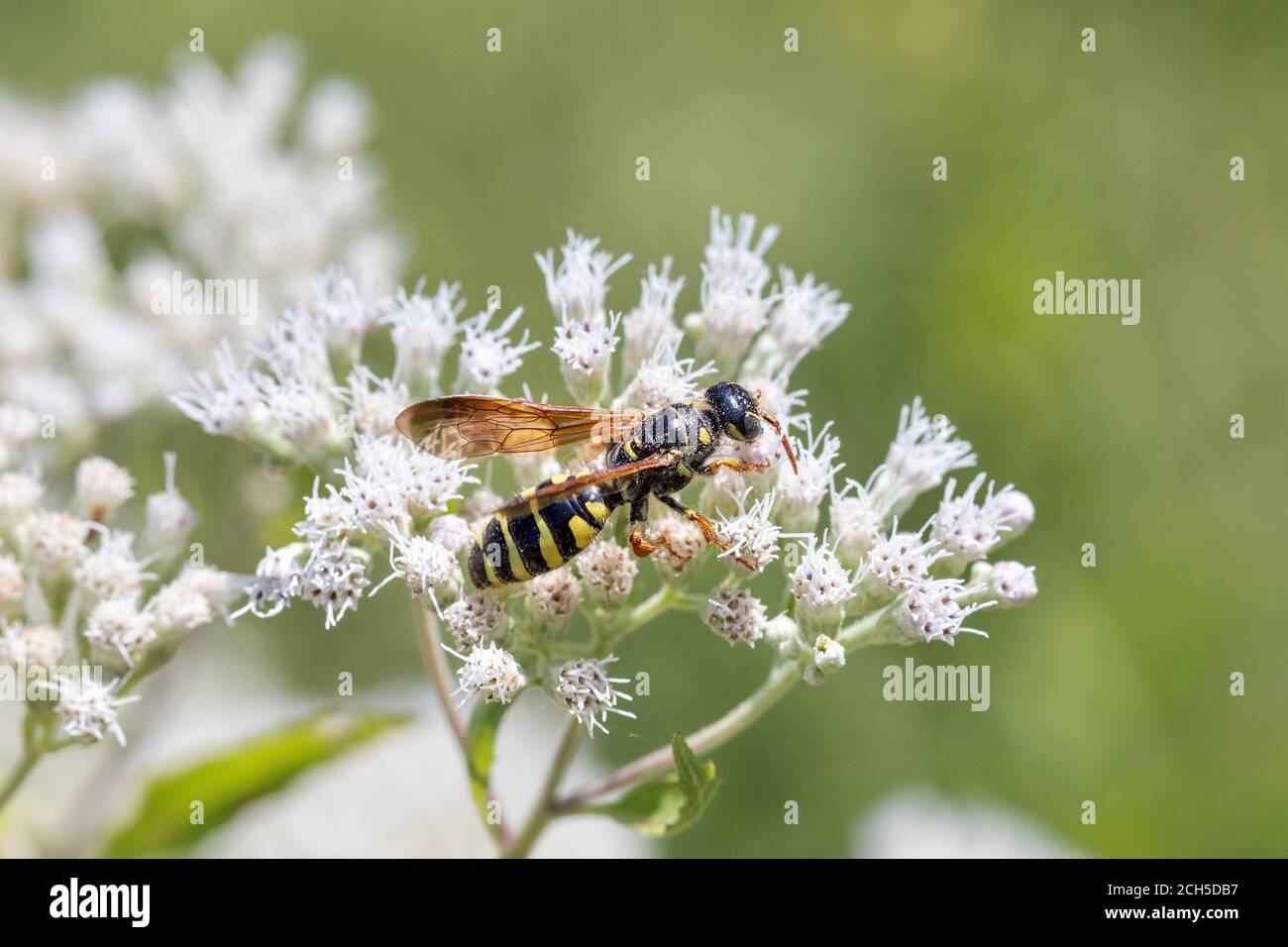 Five-banded thynnid wasp at Lee County Conservation Area in Montrose, Iowa Stock Photo