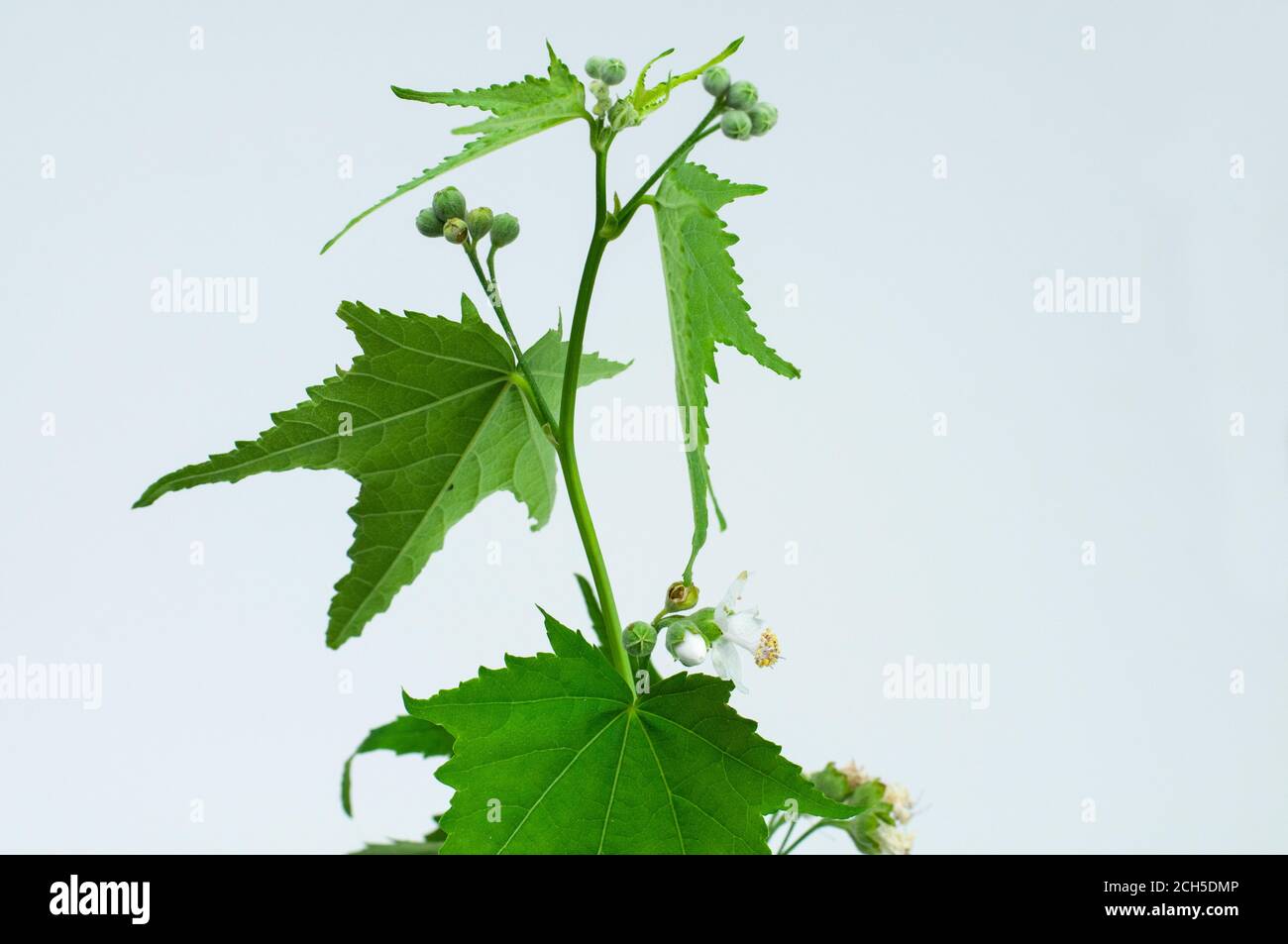 a flowering plant of a fan leaf mallow or sida hermaphrodita Stock Photo