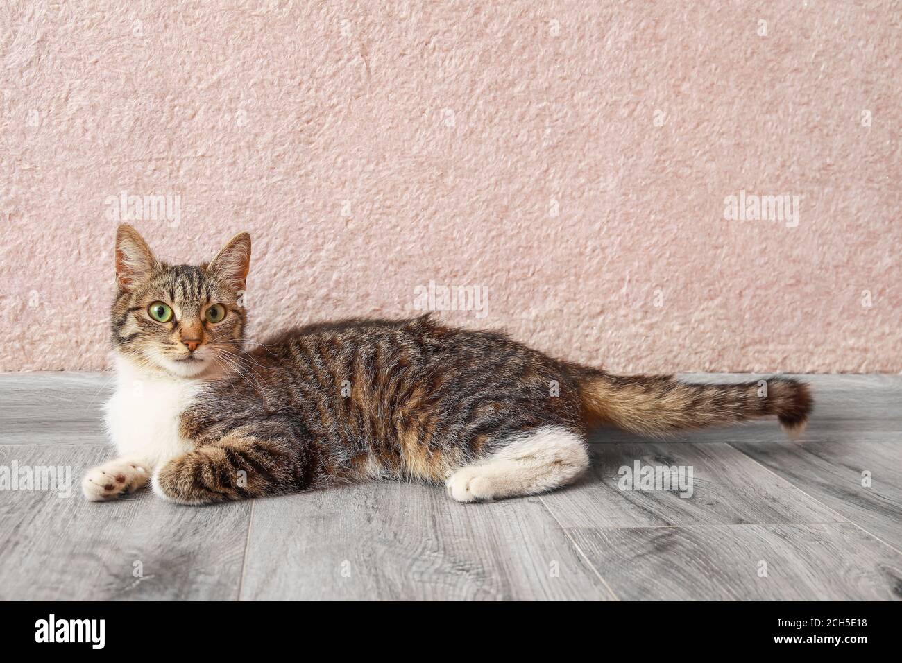 Cute tabby cat lying on floor Stock Photo - Alamy