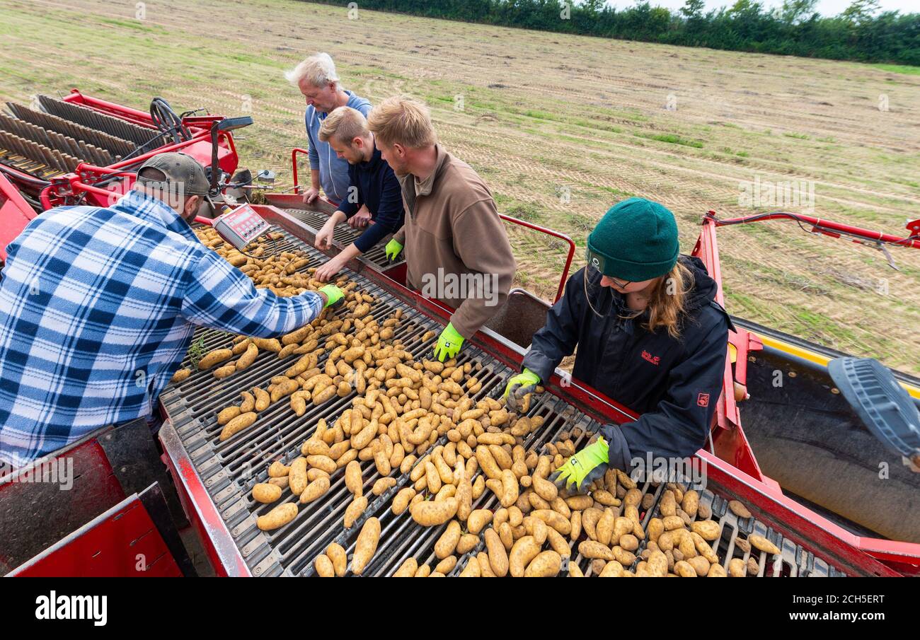 Barum, Germany. 08th Sep, 2020. Helpers work on a potato harvester. Farmer  Karsten Ellenberg searches for old potato varieties, breeds them and is in  line with the latest trends with his wide