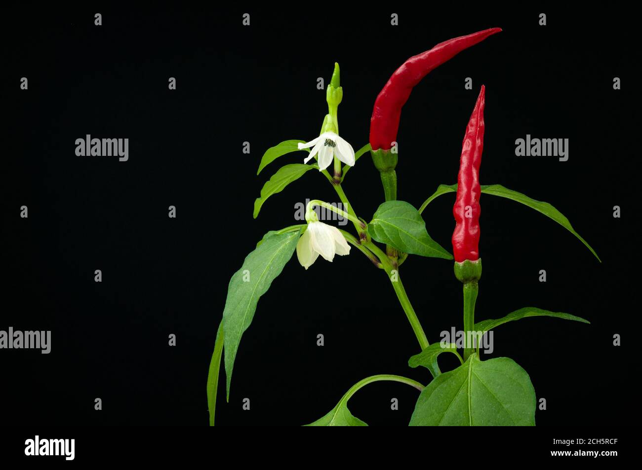 Red hot pepper twig with flowers, fruits and leaves on a black background. Stock Photo