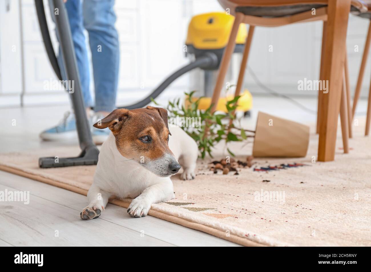 Owner cleaning carpet after naughty dog Stock Photo Alamy