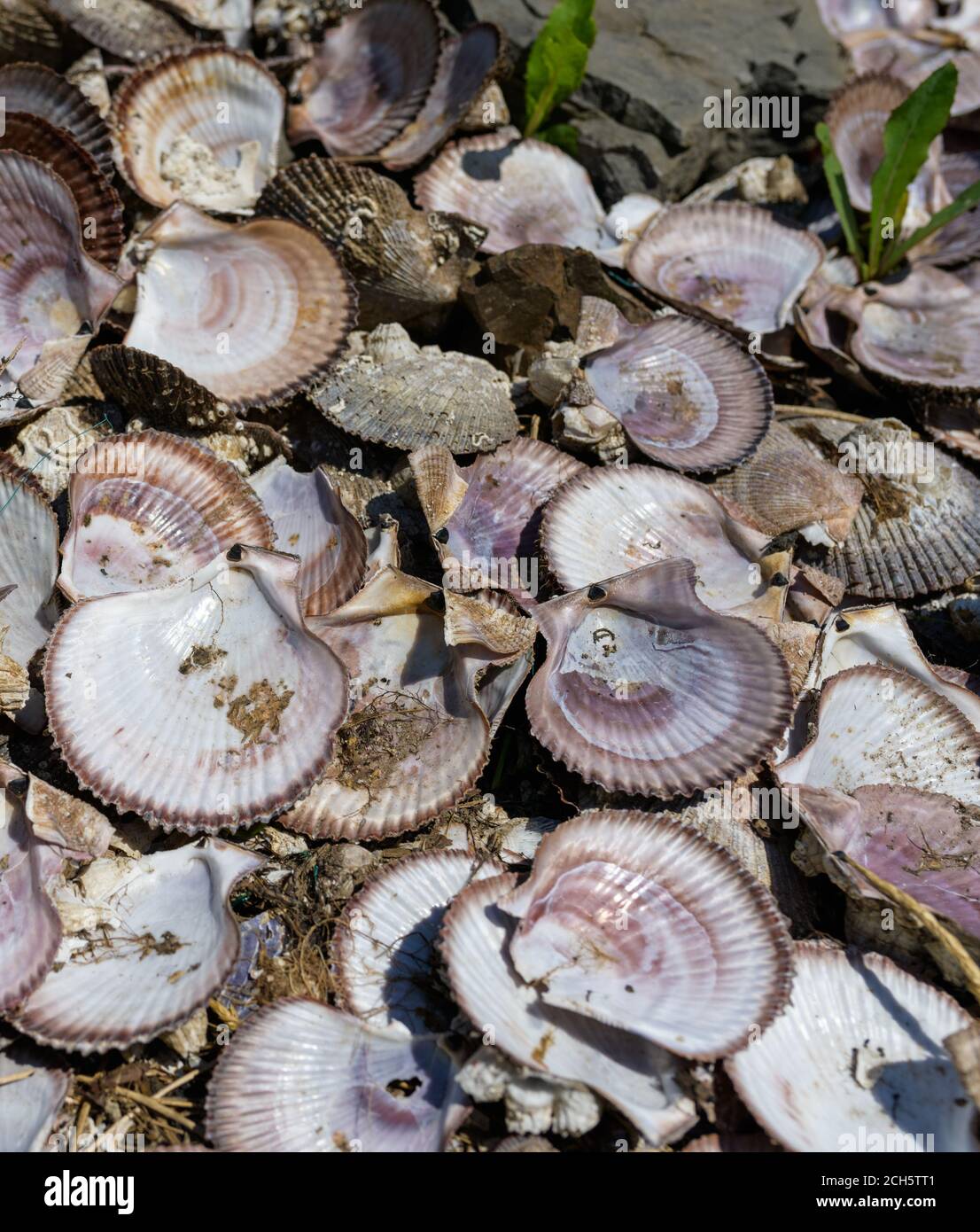 Many empty scallop shells on the beach. Stock Photo