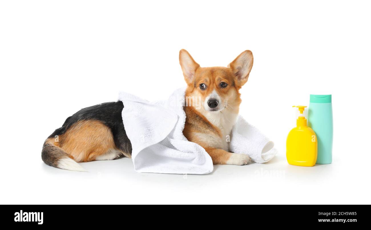 Cute dog with towel and shampoo on white background Stock Photo