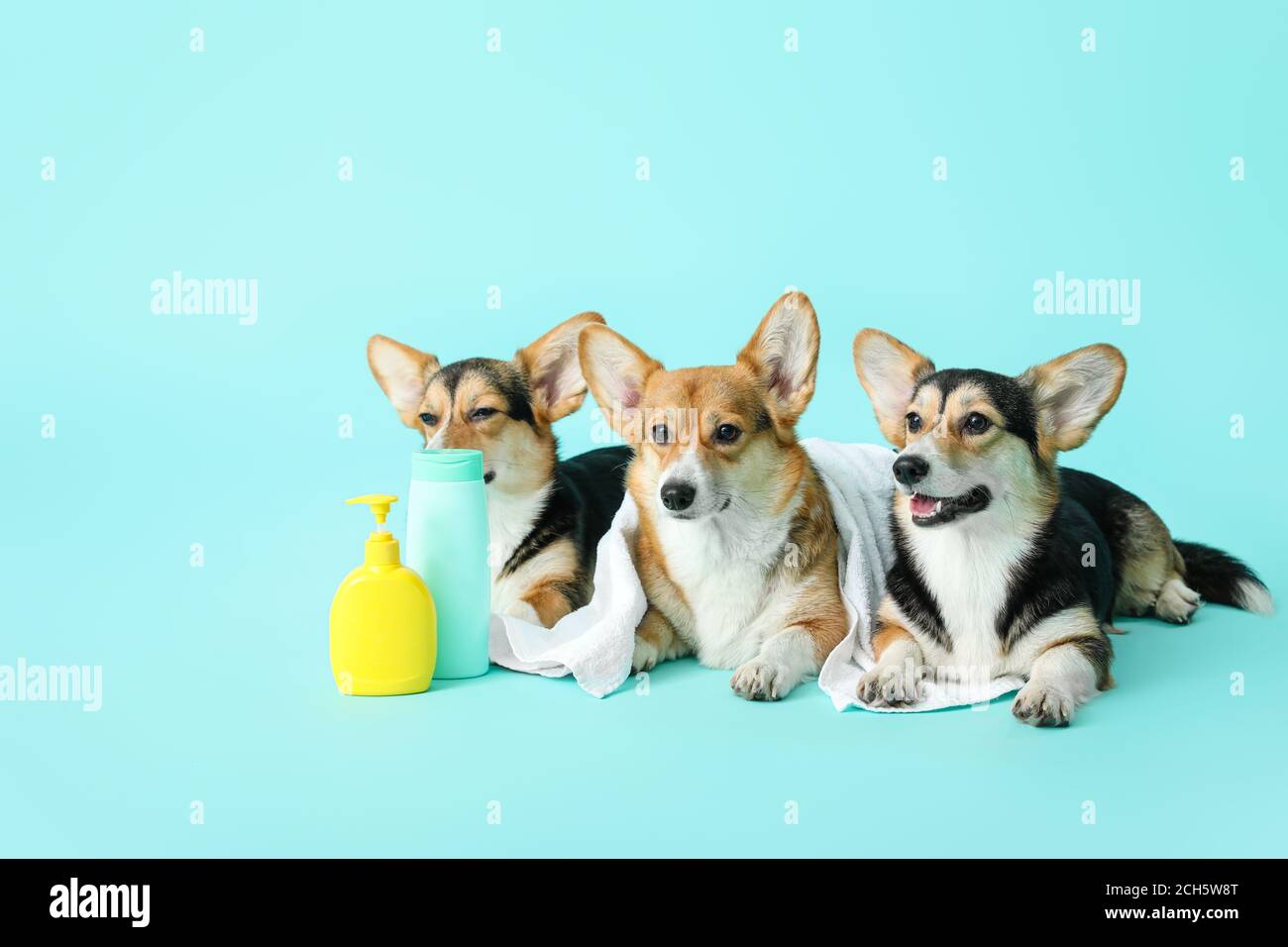 Cute dogs with towel and shampoo on color background Stock Photo