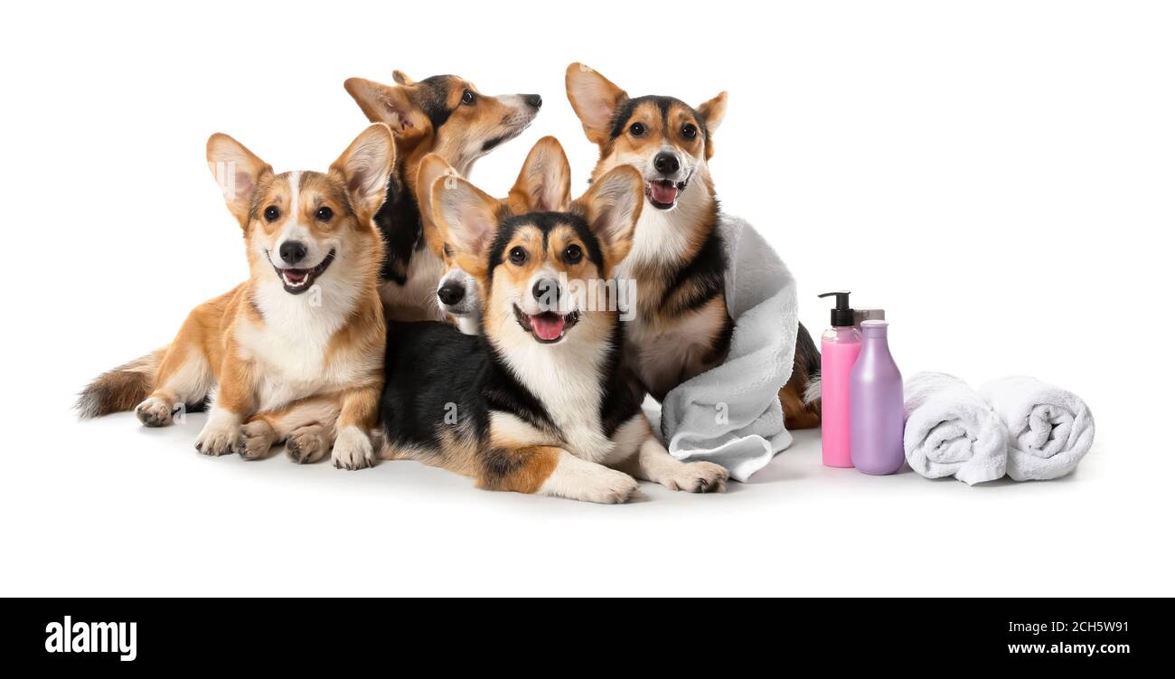 Cute dogs with towels and shampoo on white background Stock Photo