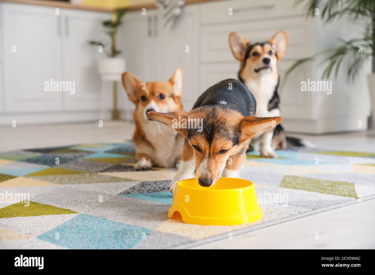 are corgis water dogs