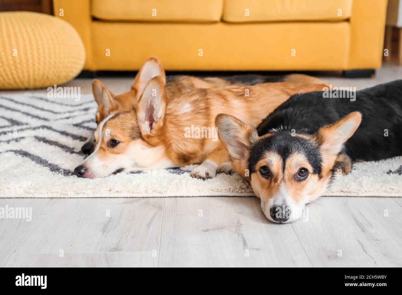 Cute corgi dogs lying on floor at home Stock Photo - Alamy