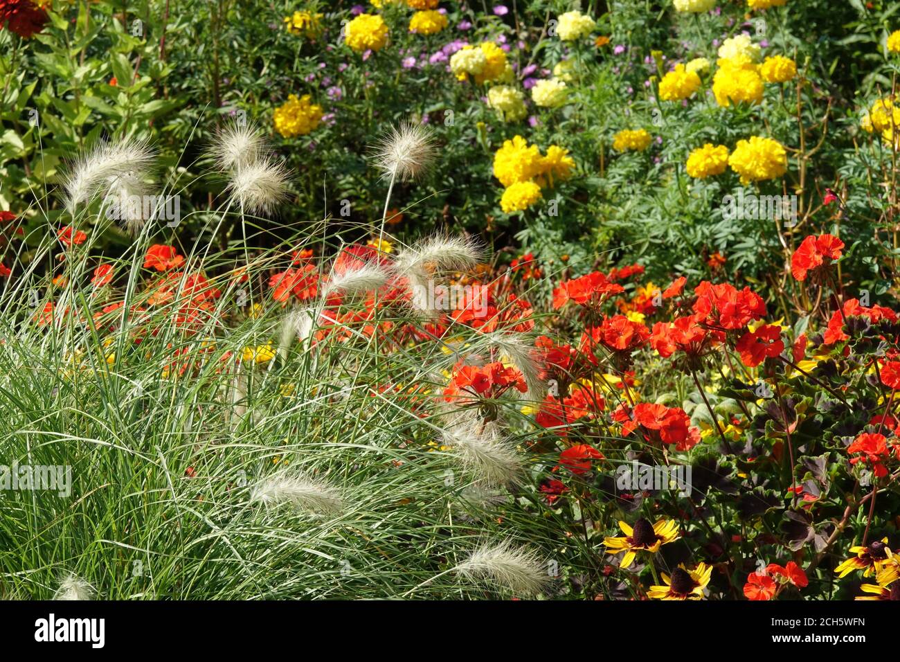 September garden flowerbed Feathertop Fountain Grass Mirigolds Red geraniums - pelargonium Stock Photo