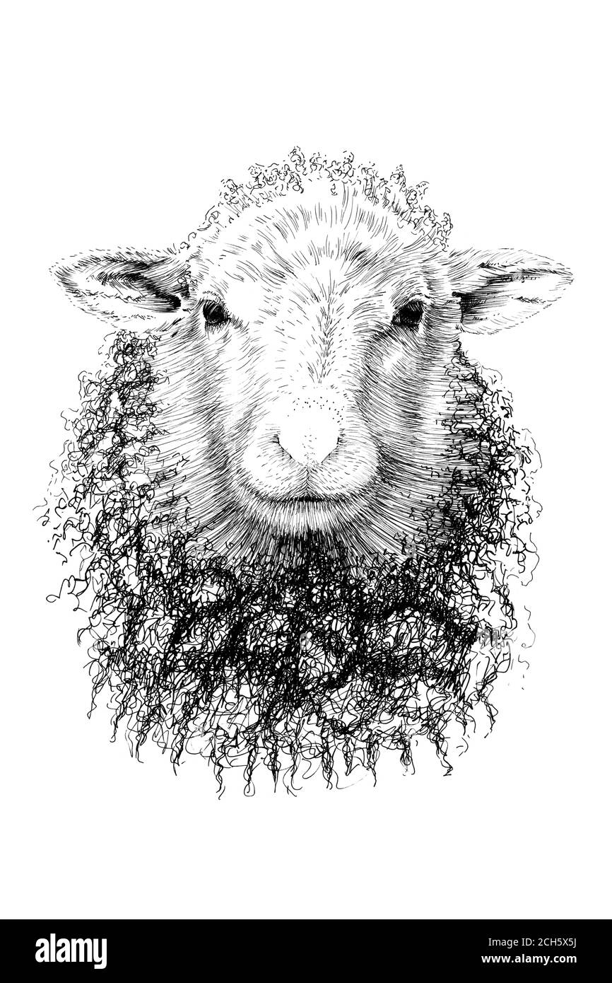 Hand drawn sheep portrait, sketch graphics monochrome illustration on white background (originals, no tracing) Stock Photo