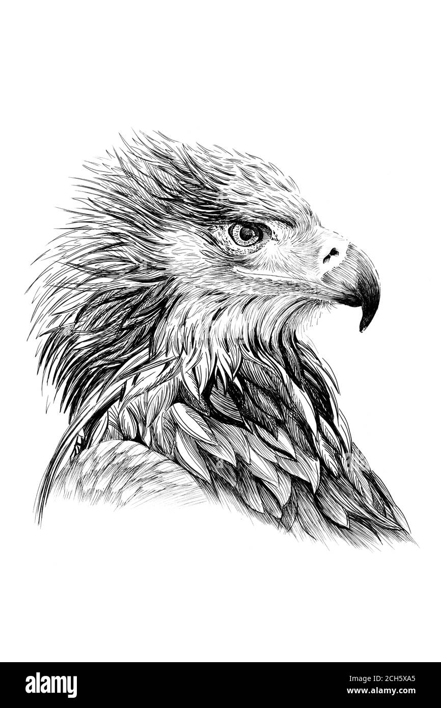 Hawk drawing hi-res stock photography and images - Alamy