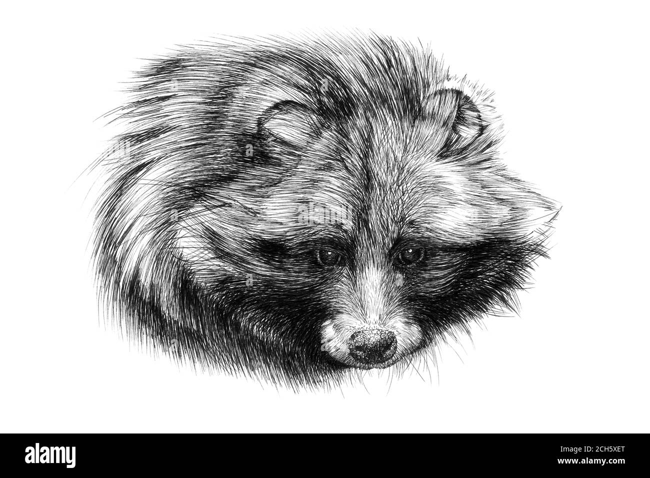 Hand drawn raccoon portrait, sketch graphics monochrome illustration on white background (originals, no tracing) Stock Photo
