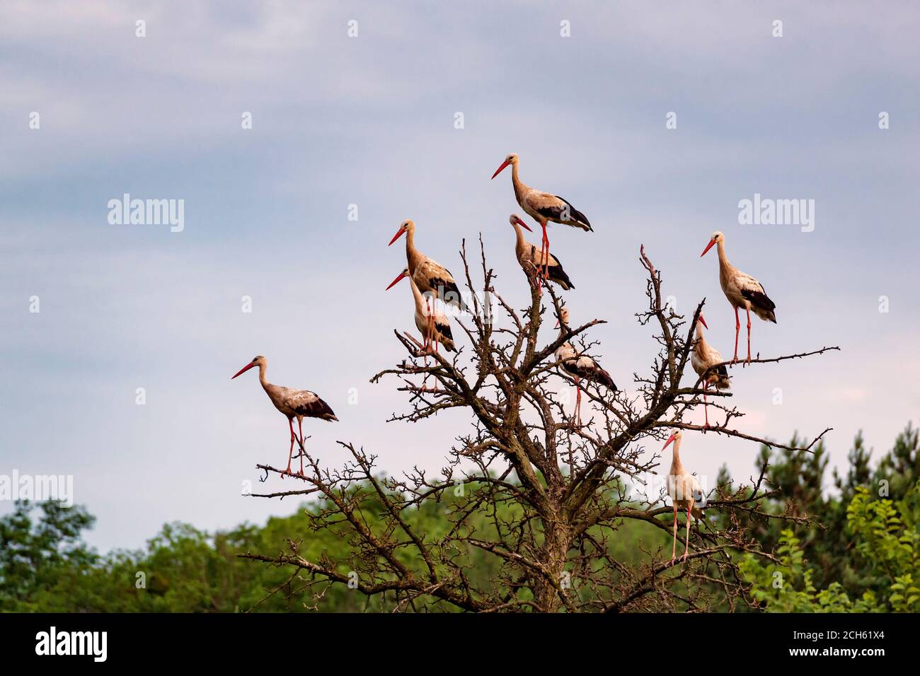 Flock of storks on the dry tree. Wildlife photo. Stock Photo